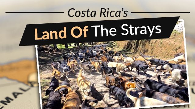 CostaRicasLandOfTheStrays_640x359 (1)