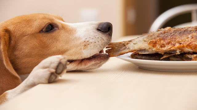 7 Reasons To Never Feed Your Dog Leftovers