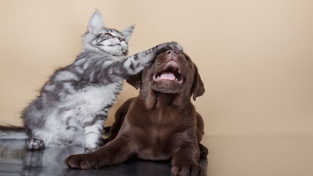 Labrador puppy and kitten breeds Maine Coon