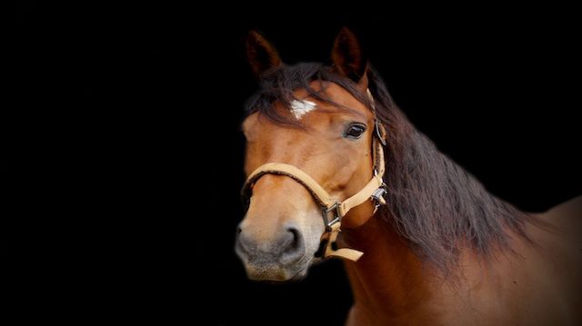 Brown horse