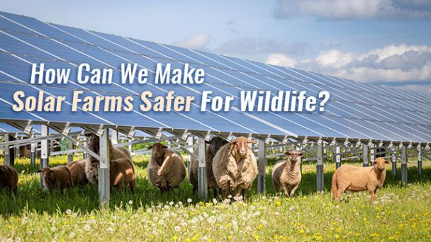 How Can We Make Solar Farms Safer For Wildlife?