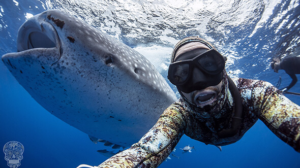 krislanderswhaleshark