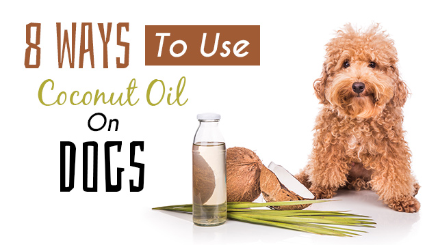 8 Ways To Use Coconut Oil On Dogs