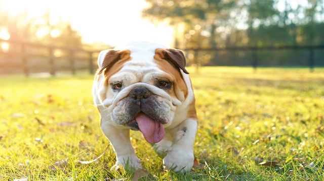 are pokeweed berries poisonous to dogs