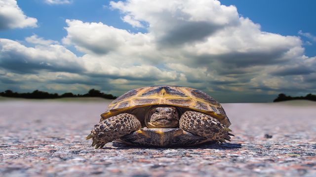 Tortoise traveler
