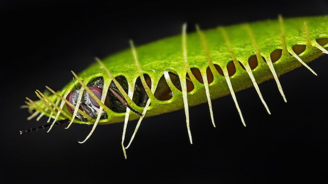 venus flytrap - dionaea muscipula with a trapped fly
