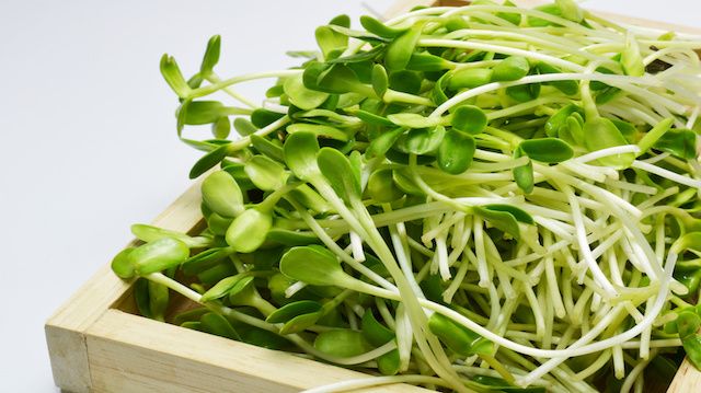 sunflower sprout