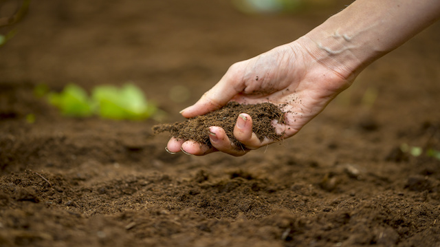 How Bacteria In Dirt Can Make You Less Anxious