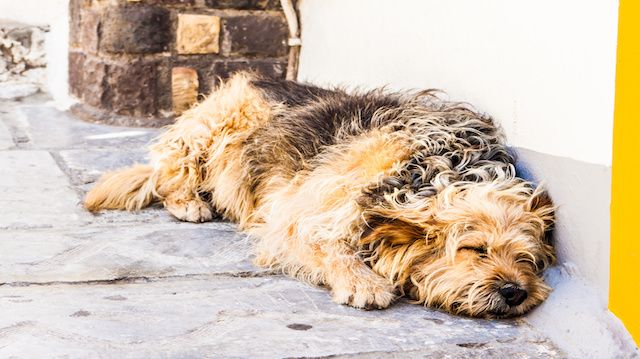 Homeless abandoned dog sleeping on the street
