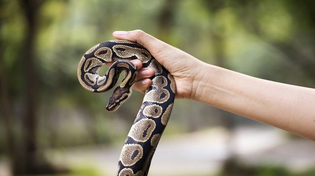 snake in the hands of man