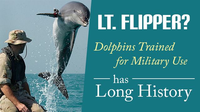 LtFlipperDolphinsTrainedforMilitaryUseLongHistory_640x359