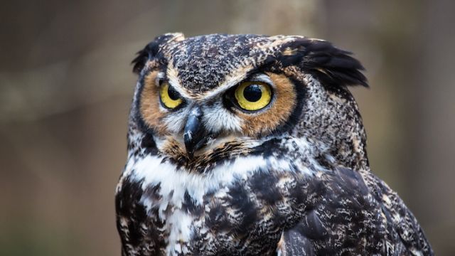 5 Reasons To Love The Great Horned Owl