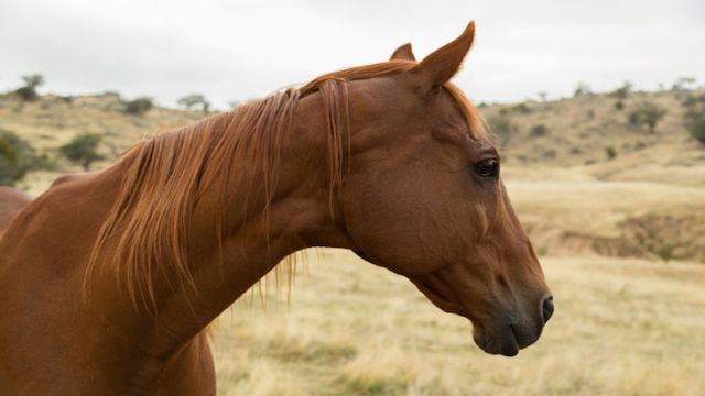 Retired Race Horse