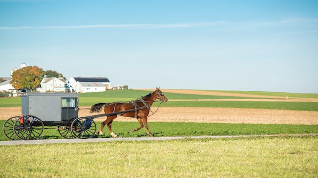 Amish Horse and Buggy