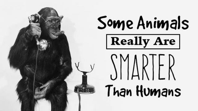 Are Some Animals Smarter Than Humans