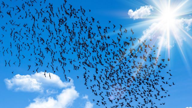 things-you-didnt-know-about-starlings