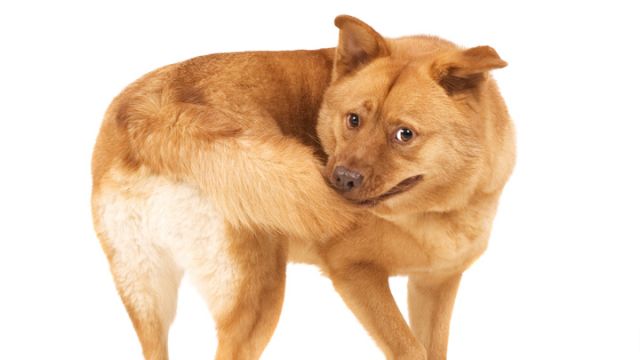 dog-chasing-its-tail