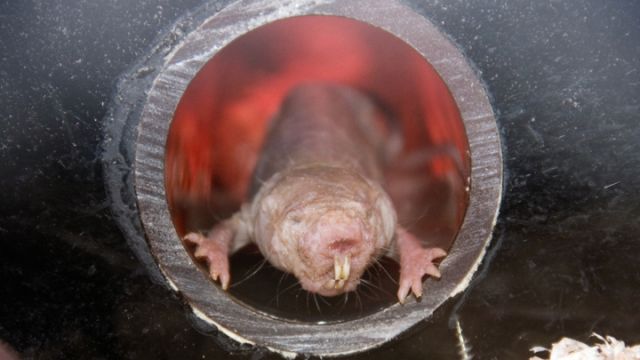 naked-mole-rat