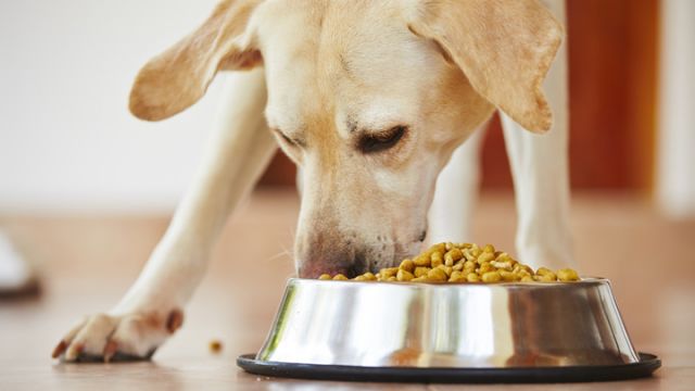 hungry-labrador