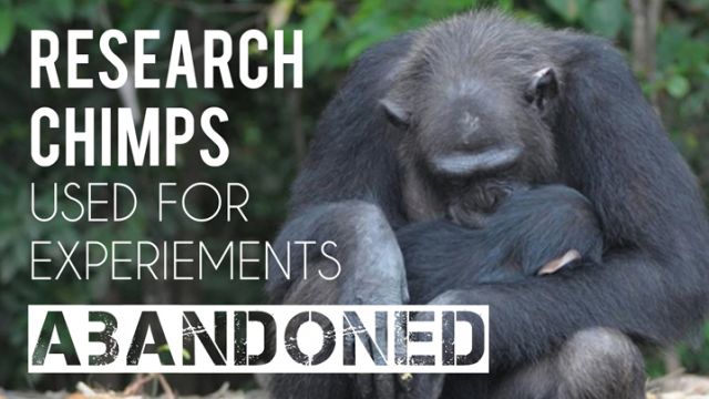 Research Chimps Used For Experiments Abandoned