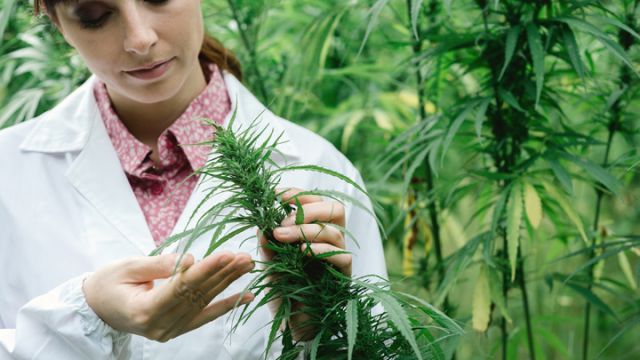 cannabis-flowers
