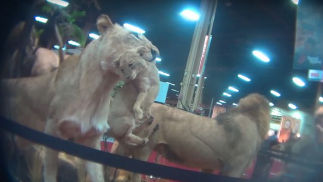 undercover-footage-of-trophy-hunting-convention