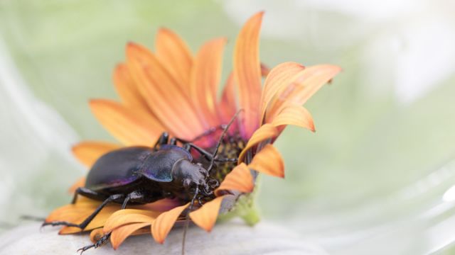 ground-beetle