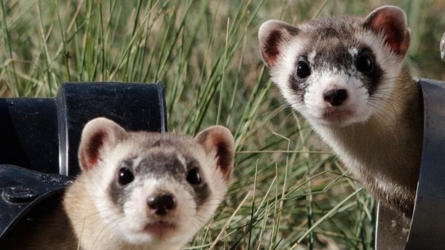 black-footed-ferrets