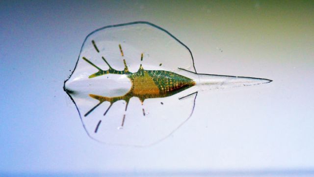 cyborg-stingray