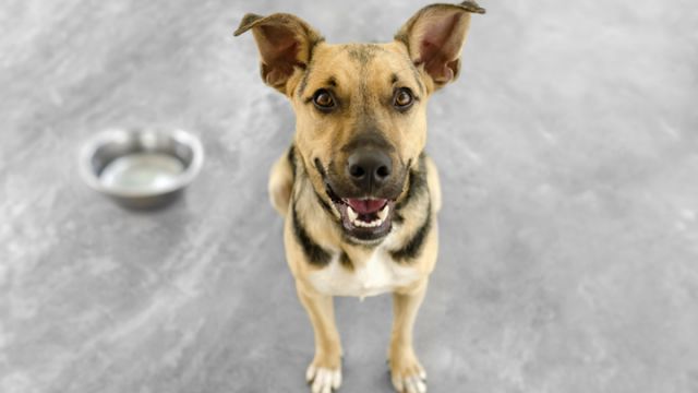 ban-the-dog-bowl-for-enichment