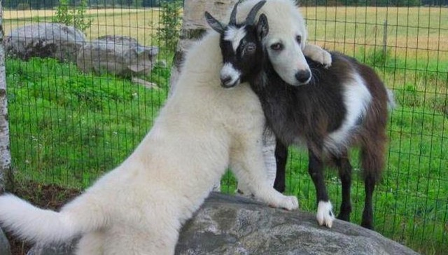 goats-bond-like-dogs