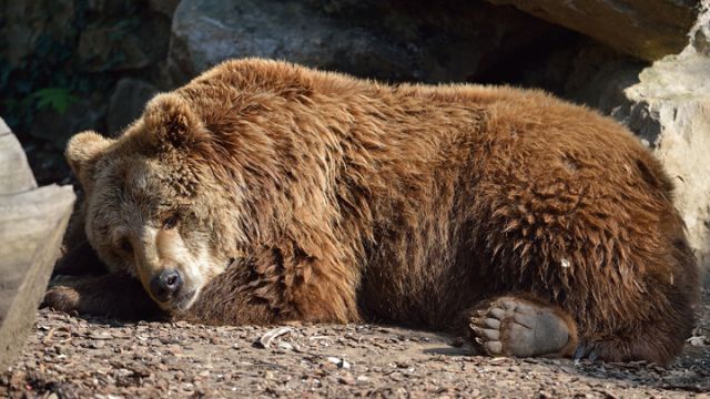 Image result for bear hibernating