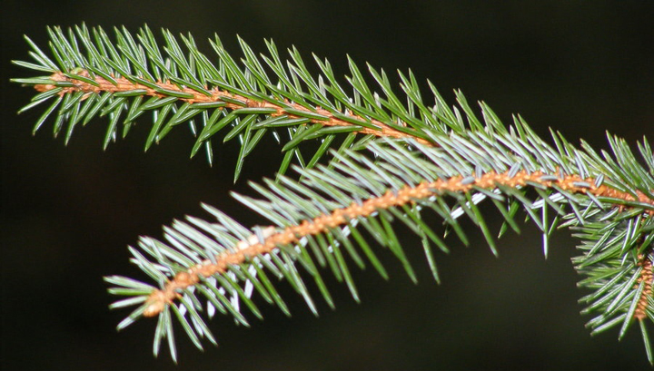 pine_needles