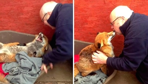 Rescued Fox Falls In Love With Her Guardian