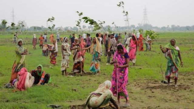 tree-planting-in-india