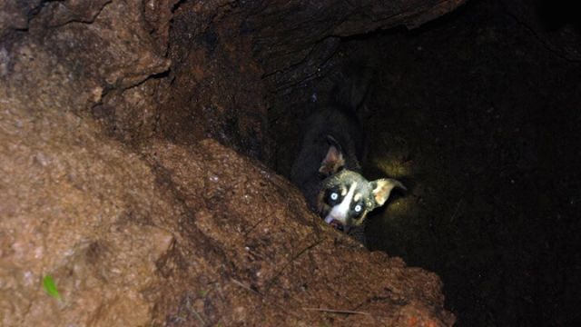 dog-found-in-a-sinkhole