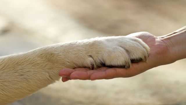 protect-your-dogs-paws