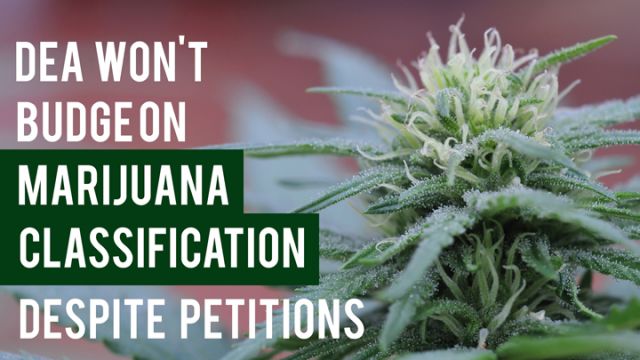 medical-cannabis