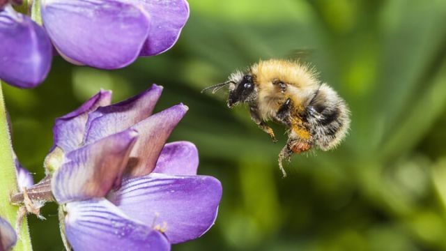 bee-friendly-garden