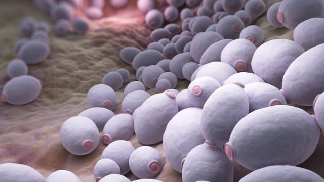 candida-albicans-bacteria
