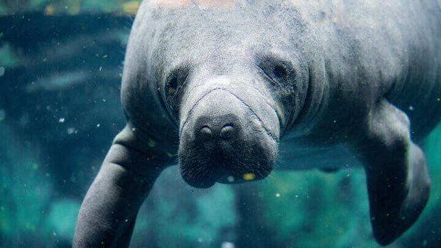 manatee