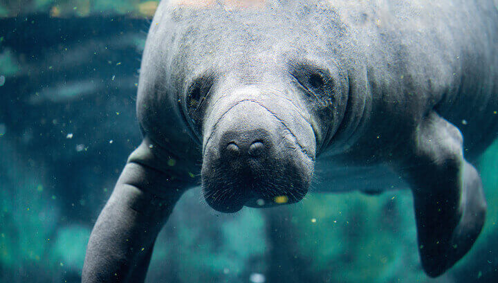 Manatee Sex Is Causing Traffic Congestion