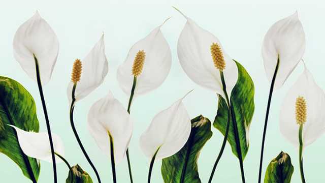 peace lily plants