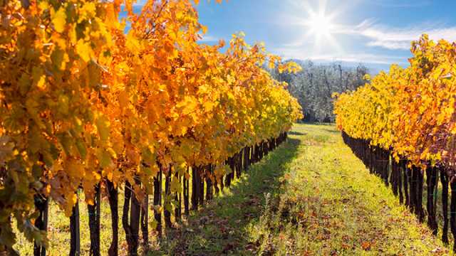 Fall Trips Mendocino Vineyard