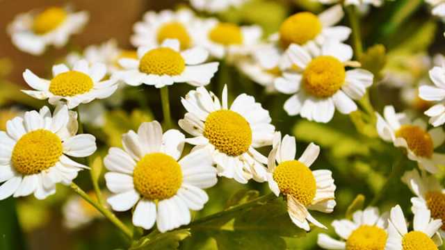 6-things-to-help-distinguish-between-feverfew-vs-chamomile