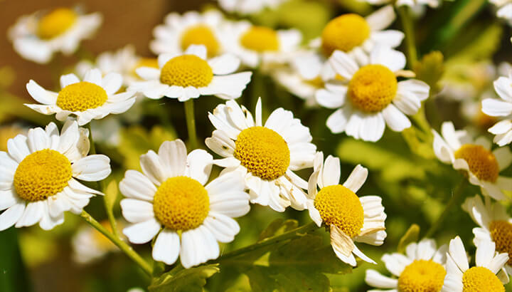 7 Benefits of Feverfew You May Not Know About