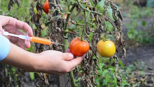 GMO