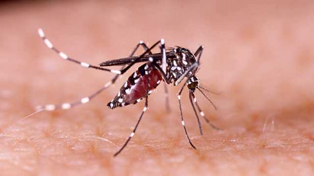 Zika Virus