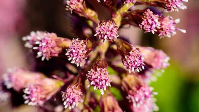 Butterbur health benefits