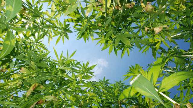 Hemp